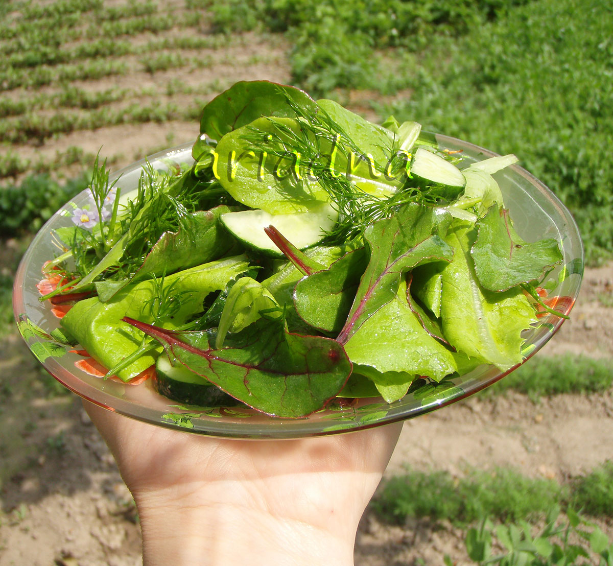 Insalata vitaminica con foglie di barbabietola e lattuga